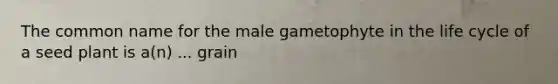 The common name for the male gametophyte in the life cycle of a seed plant is a(n) ... grain