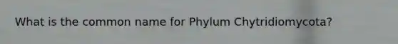 What is the common name for Phylum Chytridiomycota?