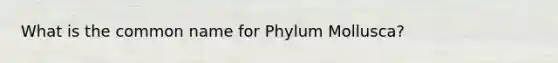 What is the common name for Phylum Mollusca?