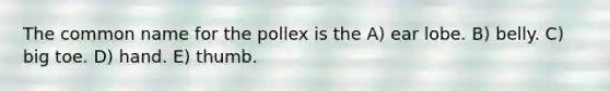 The common name for the pollex is the A) ear lobe. B) belly. C) big toe. D) hand. E) thumb.