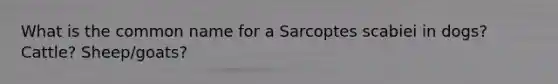 What is the common name for a Sarcoptes scabiei in dogs? Cattle? Sheep/goats?