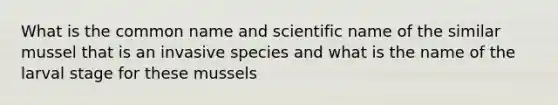 What is the common name and scientific name of the similar mussel that is an invasive species and what is the name of the larval stage for these mussels