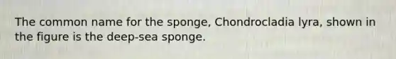 The common name for the sponge, Chondrocladia lyra, shown in the figure is the deep-sea sponge.