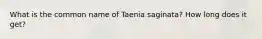 What is the common name of Taenia saginata? How long does it get?