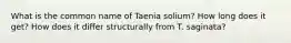 What is the common name of Taenia solium? How long does it get? How does it differ structurally from T. saginata?