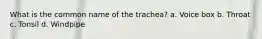 What is the common name of the trachea? a. Voice box b. Throat c. Tonsil d. Windpipe