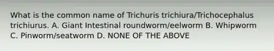 What is the common name of Trichuris trichiura/Trichocephalus trichiurus. A. Giant Intestinal roundworm/eelworm B. Whipworm C. Pinworm/seatworm D. NONE OF THE ABOVE