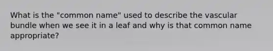 What is the "common name" used to describe the vascular bundle when we see it in a leaf and why is that common name appropriate?