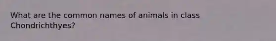 What are the common names of animals in class Chondrichthyes?