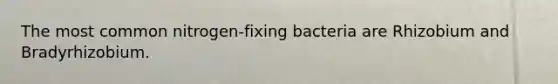 The most common nitrogen-fixing bacteria are Rhizobium and Bradyrhizobium.