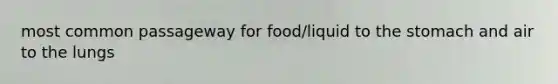 most common passageway for food/liquid to the stomach and air to the lungs