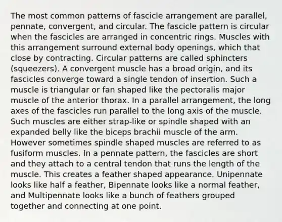 The most common patterns of fascicle arrangement are parallel, pennate, convergent, and circular. The fascicle pattern is circular when the fascicles are arranged in concentric rings. Muscles with this arrangement surround external body openings, which that close by contracting. Circular patterns are called sphincters (squeezers). A convergent muscle has a broad origin, and its fascicles converge toward a single tendon of insertion. Such a muscle is triangular or fan shaped like the pectoralis major muscle of the anterior thorax. In a parallel arrangement, the long axes of the fascicles run parallel to the long axis of the muscle. Such muscles are either strap-like or spindle shaped with an expanded belly like the biceps brachii muscle of the arm. However sometimes spindle shaped muscles are referred to as fusiform muscles. In a pennate pattern, the fascicles are short and they attach to a central tendon that runs the length of the muscle. This creates a feather shaped appearance. Unipennate looks like half a feather, Bipennate looks like a normal feather, and Multipennate looks like a bunch of feathers grouped together and connecting at one point.