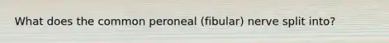 What does the common peroneal (fibular) nerve split into?