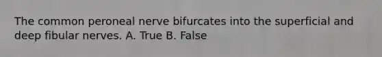 The common peroneal nerve bifurcates into the superficial and deep fibular nerves. A. True B. False