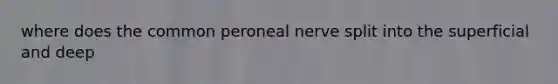 where does the common peroneal nerve split into the superficial and deep