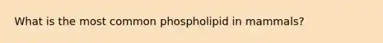 What is the most common phospholipid in mammals?