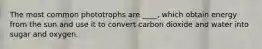 The most common phototrophs are ____, which obtain energy from the sun and use it to convert carbon dioxide and water into sugar and oxygen.