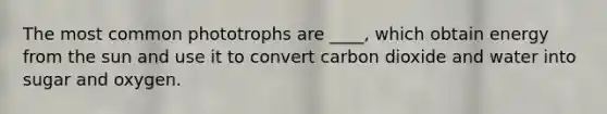 The most common phototrophs are ____, which obtain energy from the sun and use it to convert carbon dioxide and water into sugar and oxygen.