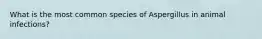 What is the most common species of Aspergillus in animal infections?