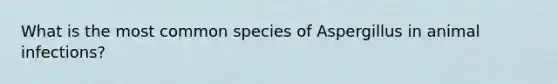 What is the most common species of Aspergillus in animal infections?