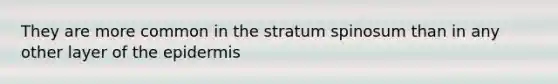 They are more common in the stratum spinosum than in any other layer of <a href='https://www.questionai.com/knowledge/kBFgQMpq6s-the-epidermis' class='anchor-knowledge'>the epidermis</a>