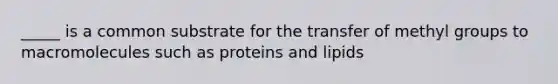 _____ is a common substrate for the transfer of methyl groups to macromolecules such as proteins and lipids