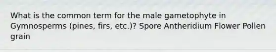 What is the common term for the male gametophyte in Gymnosperms (pines, firs, etc.)? Spore Antheridium Flower Pollen grain