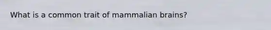 What is a common trait of mammalian brains?