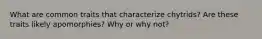 What are common traits that characterize chytrids? Are these traits likely apomorphies? Why or why not?