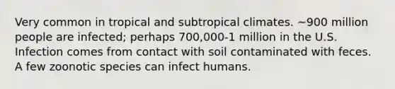 Very common in tropical and subtropical climates. ~900 million people are infected; perhaps 700,000-1 million in the U.S. Infection comes from contact with soil contaminated with feces. A few zoonotic species can infect humans.