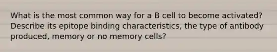 What is the most common way for a B cell to become activated? Describe its epitope binding characteristics, the type of antibody produced, memory or no memory cells?