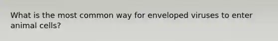 What is the most common way for enveloped viruses to enter animal cells?