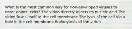 What is the most common way for non-enveloped viruses to enter animal cells? The virion directly injects its nucleic acid The virion fuses itself to the cell membrane The lysis of the cell Via a hole in the cell membrane Endocytosis of the virion