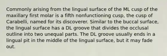 Commonly arising from the lingual surface of the ML cusp of the maxillary first molar is a fifth nonfunctioning cusp, the cusp of Carabelli, named for its discoverer. Similar to the buccal surface, the lingual surface has a DL groove that divides the occlusal outline into two unequal parts. The DL groove usually ends in a lingual pit in the middle of the lingual surface, but it may fade out.