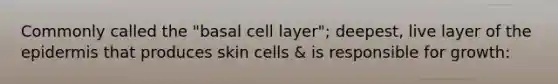 Commonly called the "basal cell layer"; deepest, live layer of <a href='https://www.questionai.com/knowledge/kBFgQMpq6s-the-epidermis' class='anchor-knowledge'>the epidermis</a> that produces skin cells & is responsible for growth: