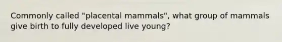 Commonly called "placental mammals", what group of mammals give birth to fully developed live young?