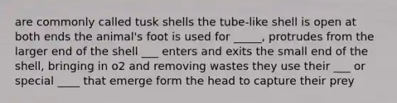 are commonly called tusk shells the tube-like shell is open at both ends the animal's foot is used for _____, protrudes from the larger end of the shell ___ enters and exits the small end of the shell, bringing in o2 and removing wastes they use their ___ or special ____ that emerge form the head to capture their prey