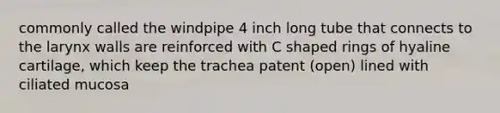 commonly called the windpipe 4 inch long tube that connects to the larynx walls are reinforced with C shaped rings of hyaline cartilage, which keep the trachea patent (open) lined with ciliated mucosa