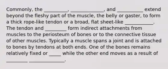 Commonly, the __________, ______________, and ___________ extend beyond the fleshy part of the muscle, the belly or gaster, to form a thick rope-like tendon or a broad, flat sheet-like ____________. The tendon and _________ form indirect attachments from muscles to the periosteum of bones or to the connective tissue of other muscles. Typically a muscle spans a joint and is attached to bones by tendons at both ends. One of the bones remains relatively fixed or _____ while the other end moves as a result of _________ _______________.