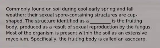 Commonly found on soil during cool early spring and fall weather; their sexual spore-containing structures are cup-shaped. The structure identified as a _________ is the fruiting body, produced as a result of sexual reproduction by the fungus. Most of the organism is present within the soil as an extensive mycelium. Specifically, the fruiting body is called an ascocarp.