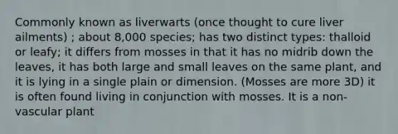 Commonly known as liverwarts (once thought to cure liver ailments) ; about 8,000 species; has two distinct types: thalloid or leafy; it differs from mosses in that it has no midrib down the leaves, it has both large and small leaves on the same plant, and it is lying in a single plain or dimension. (Mosses are more 3D) it is often found living in conjunction with mosses. It is a non-vascular plant