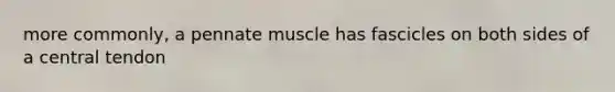 more commonly, a pennate muscle has fascicles on both sides of a central tendon