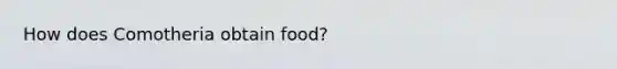 How does Comotheria obtain food?