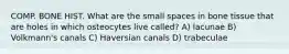 COMP. BONE HIST. What are the small spaces in bone tissue that are holes in which osteocytes live called? A) lacunae B) Volkmann's canals C) Haversian canals D) trabeculae