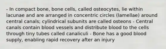 - In compact bone, bone cells, called osteocytes, lie within lacunae and are arranged in <a href='https://www.questionai.com/knowledge/kyLzXa957r-concentric-circles' class='anchor-knowledge'>concentric circles</a> (lamellae) around central canals; cylindrical subunits are called osteons - Central canals contain <a href='https://www.questionai.com/knowledge/kZJ3mNKN7P-blood-vessels' class='anchor-knowledge'>blood vessels</a> and distribute blood to the cells through tiny tubes called canaliculi - Bone has a good blood supply, enabling rapid recovery after an injury