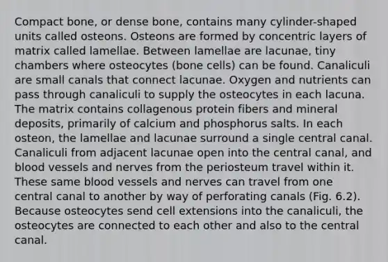 Compact bone, or dense bone, contains many cylinder-shaped units called osteons. Osteons are formed by concentric layers of matrix called lamellae. Between lamellae are lacunae, tiny chambers where osteocytes (bone cells) can be found. Canaliculi are small canals that connect lacunae. Oxygen and nutrients can pass through canaliculi to supply the osteocytes in each lacuna. The matrix contains collagenous protein fibers and mineral deposits, primarily of calcium and phosphorus salts. In each osteon, the lamellae and lacunae surround a single central canal. Canaliculi from adjacent lacunae open into the central canal, and blood vessels and nerves from the periosteum travel within it. These same blood vessels and nerves can travel from one central canal to another by way of perforating canals (Fig. 6.2). Because osteocytes send cell extensions into the canaliculi, the osteocytes are connected to each other and also to the central canal.