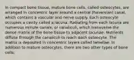 In compact bone tissue, mature bone cells, called osteocytes, are arranged in concentric layer around a central (haversian) canal, which contains a vascular and nerve supply. Each osteocyte occupies a cavity called a lacuna. Radiating from each lacuna are numerous minute canals, or canaliculi, which transverse the dense matrix of the bone tissue to adjacent lacunae. Nutrients diffuse through the canaliculi to reach each osteocyte. The matrix is deposited in concentric layers called lamellae. In addition to mature osteocytes, there are two other types of bone cells;