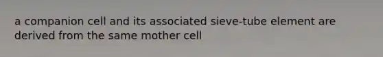 a companion cell and its associated sieve-tube element are derived from the same mother cell