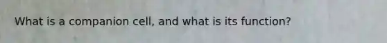 What is a companion cell, and what is its function?