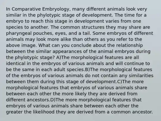 In Comparative Embryology, many different animals look very similar in the phylotypic stage of development. The time for a embryo to reach this stage in development varies from one species to another. The common structures they may share are pharyngeal pouches, eyes, and a tail. Some embryos of different animals may look more alike than others as you refer to the above image. What can you conclude about the relationship between the similar appearances of the animal embryos during the phylotypic stage? A)The morphological features are all identical in the embryos of various animals and will continue to be the same in each adult species.B)The morphological features of the embryos of various animals do not contain any similarities between them during this stage of development.C)The more morphological features that embryos of various animals share between each other the more likely they are derived from different ancestors.D)The more morphological features that embryos of various animals share between each other the greater the likelihood they are derived from a common ancestor.